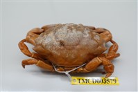 藏品(光手滑面蟹)的圖片